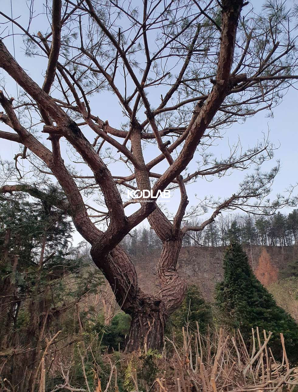 경기 가평군 설악면 묵안리 2차선 진입로 확보된 명품 소나무 조경된 계획관리지역 토지 매매! 매매 매물번호 12058 사진 1