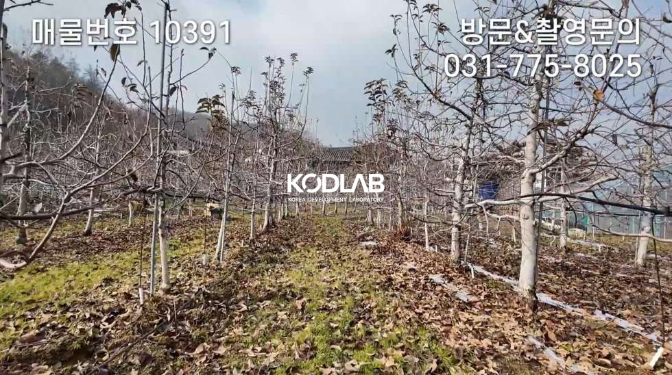 경기 양평군 강상면 화양리 은퇴 후 월 수입 만드는 전통 한욱구조_ 사과농장, 에어비앤비 매매 매물번호 10391 사진 15