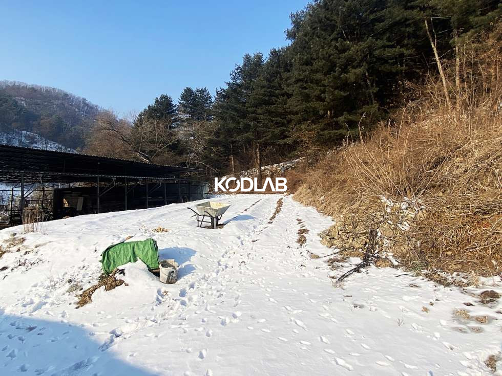 경기 양평군 용문면 신점리 용문면 900평대 넓은 토지, 필지 내 주택과 계사시설 있음 매매 매물번호 10836 사진 9