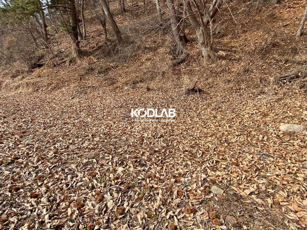 경기 양평군 용문면 덕촌리 용문면 238평 용문천 인근 자연친화적인 토지 매매 매물번호 11074 사진 20