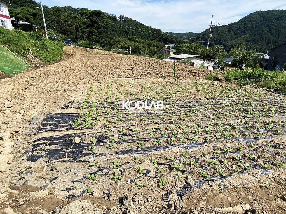 경기 양평군 지평면 옥현리 지평역 10분거리 평당 105만원 평지의 전원주택지 매매 매물번호 10623 사진 13